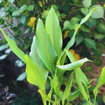 Turmeric Plant Live - Curcuma Rhizome for Planting Indoor Outdoor - 4-6 Inches Tall