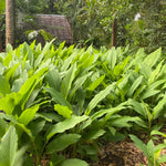 Turmeric Plants Live for Planting - Curcuma Root - 4-6 Inch Herb Plants