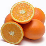 Valencia Orange Tree - Live Plant - 2 to 3 Feet Tall - Fruit Tree