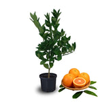 Valencia Orange Trees Live Plants 2-3 Feet Tall 1 Gallon Pot No Shipping to CA