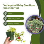 Variegated Baby Sun Rose Succulent 2 Inch Pink Ice Plant - Rare
