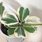 Variegated Heart Leaf Hoya Plant - Live Hoya Kerrii in 4 Inch Pot