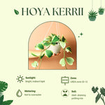 Variegated Hoya Kerrii Plant - Live Hoya in Pot or Hanging Basket - Indoor Plant