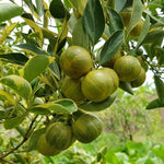 Variegated Lemon Tree - 2 to 3 ft Citrus Tree - Unique Foliage