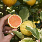 Variegated Pink Lemon Tree 3-4 FT Grafted Tree Citrus