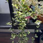 Variegated Wax Ivy Plant - Trailing Houseplant 4 Inch Pot
