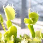 Venus Flytrap Mirror Cultivar Live Plant - Large Dionaea Muscipula