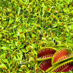 Venus Flytrap Whale Dionaea Muscipula Live Plant - Large Carnivorous Plant