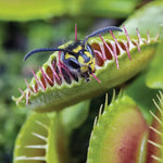 Giant Venus Flytrap Live Plant - Dionaea Muscipula Rehder Giant 1 Cultivar - Large