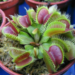 Venus Flytrap Whale Dionaea Muscipula Live Plant - Large Carnivorous Plant