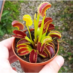 UK Sawtooth II Venus Flytrap Live Plant Large Carnivorous