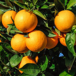 Vernia Orange Tree - 2 to 3 Feet Tall - Potted Citrus Tree