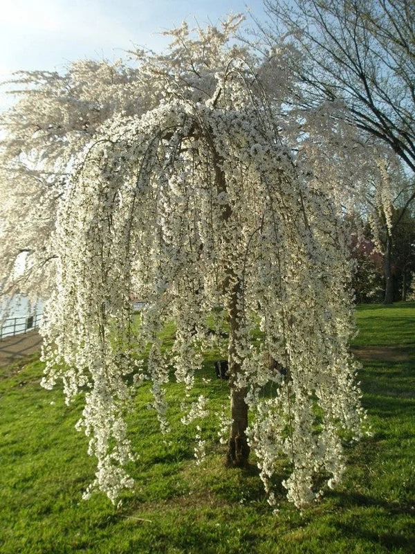Weeping Cherry Tree Live Plant - 6-10'' Cherry Blossom Perennial Tree