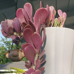 Weeping Jade Plant Trailing Succulent 4 Inch Home Decor No Pot