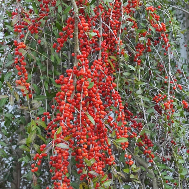 Weeping Yaupon Holly Shrub Live Plant 4-8" Tall Ornamental Landscaping