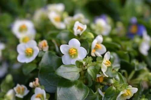 White African Violet Live Plant 4 Inch Potted Indoor Outdoor Flower Plant