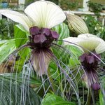 White Bat Orchid Plant Live - Tacca Chantrieri Flower Plant 5-9'' Tall