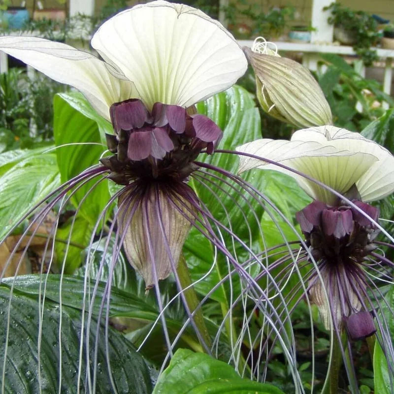 White Bat Orchid Plant Live - Tacca Chantrieri Flower Plant 5-9'' Tall