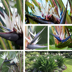 White Bird of Paradise Plant Live - Flower Bush - 9-12 Inches