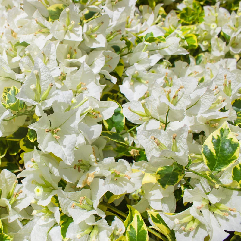 White Bougainvillea Live Plant - 4-6 Inch Variegated Flower Vines for Outdoor Planting