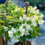 White Bougainvillea Plant Live - Flowering Vine 4-8'' Tall - Hanging Basket Ready