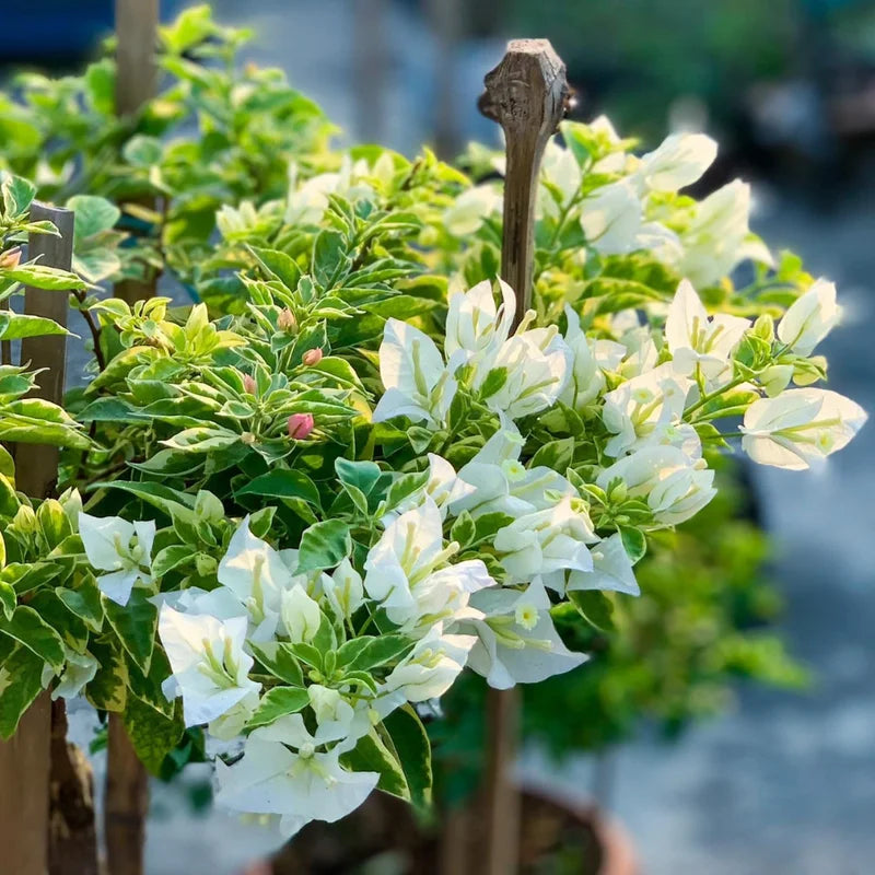 White Bougainvillea Plant Live - Flowering Vine 4-8'' Tall - Hanging Basket Ready