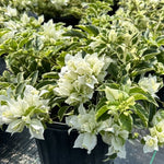 White Bougainvillea Plant Live - Flowering Vine 4-8'' Tall - Hanging Basket Ready