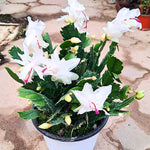 Pack 4 Christmas Cactus Plants Live - Holiday Blooming Indoor Houseplants 5-8 inch - No Pot, Bareroots