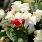 Set 2 White Clerodendrum Bleeding Heart Vine 4-6 Inch Bell Flowers