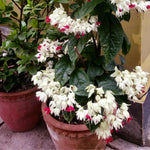 Set 2 White Clerodendrum Bleeding Heart Vine 4-6 Inch Bell Flowers