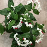 Set 2 White Clerodendrum Bleeding Heart Vine 4-6 Inch Bell Flowers