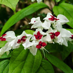 Set 2 White Clerodendrum Bleeding Heart Vine 4-6 Inch Bell Flowers