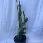 White Dragon Fruit Plant Live - 3 Gallon Pot, Sweet Pitaya