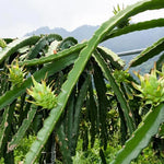 Dragon Fruit Plant Live - White Pitaya Plant 4-7 Inches - Sweet Fruit