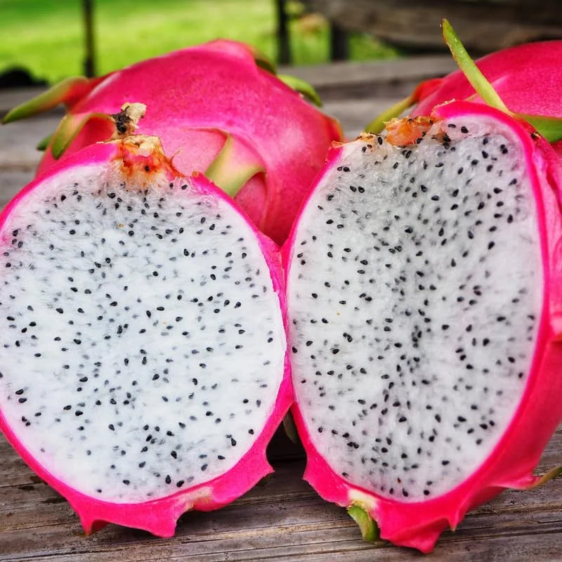 White Dragon Fruit Plant Live - 4-6 Inch Pitaya Plant Indoor