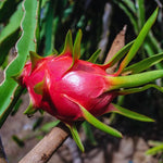 Dragon Fruit Plant Live - White Pitaya Plant 4-7 Inches - Sweet Fruit