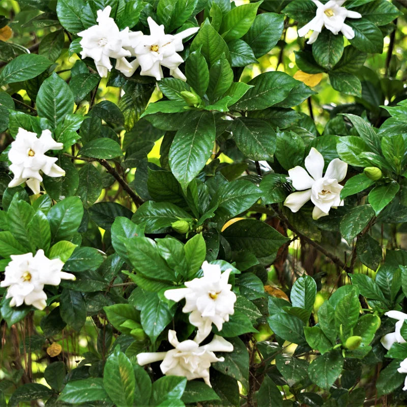 White Gardenia Live Plants - 3 Pack - 4-6 Inch Gardenia Shrubs - Fragrant White Flowers