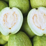 White Guava Trees Live Plants 2-3 Feet Tall 1 Gallon Pot