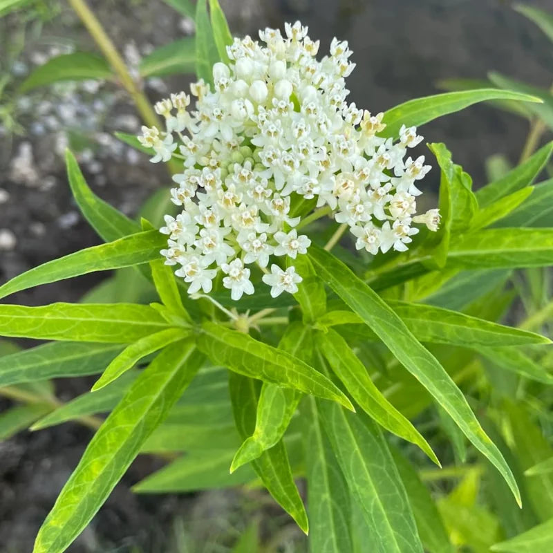 White Milkweed Plant - 2 Pack - 4-6 Inch - Garden Ready