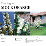 White Mock Orange Tree Live Plant - Fragrant Philadelphus - 9-17 Inch Potted Bush