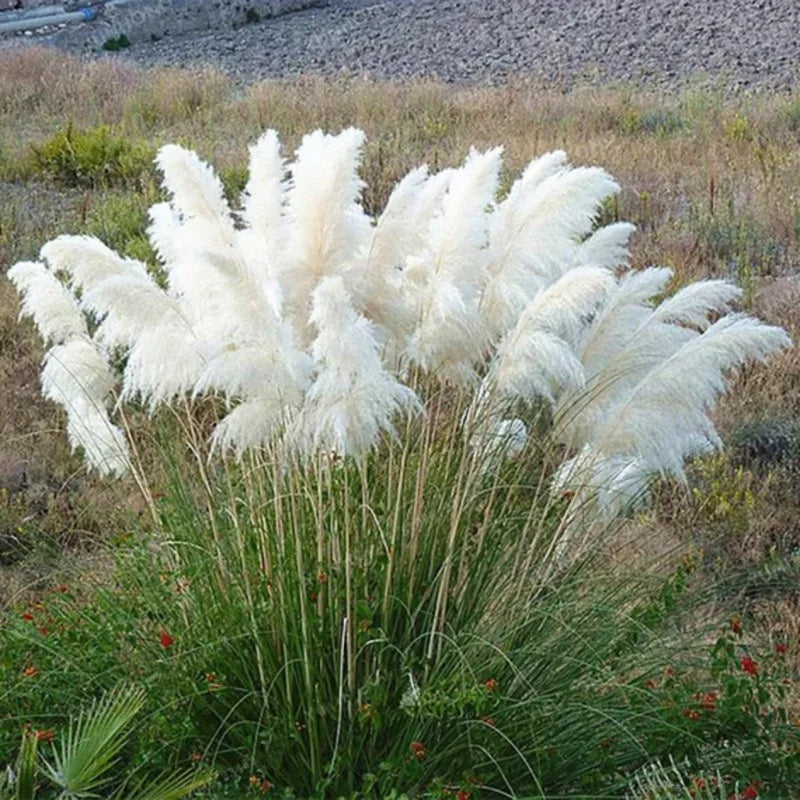 2 Pampas Grass Plants Live, Ornamental Perennial Grass 5-9 Inch Height