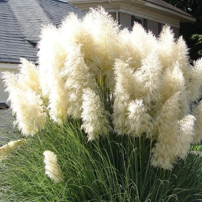 White Pampas Grass Plant Live Fully Rooted - 5-8 Inches - Ornamental Perennial Grass