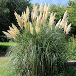 White Pampas Grass Plant Live Fully Rooted - 5-8 Inches - Ornamental Perennial Grass