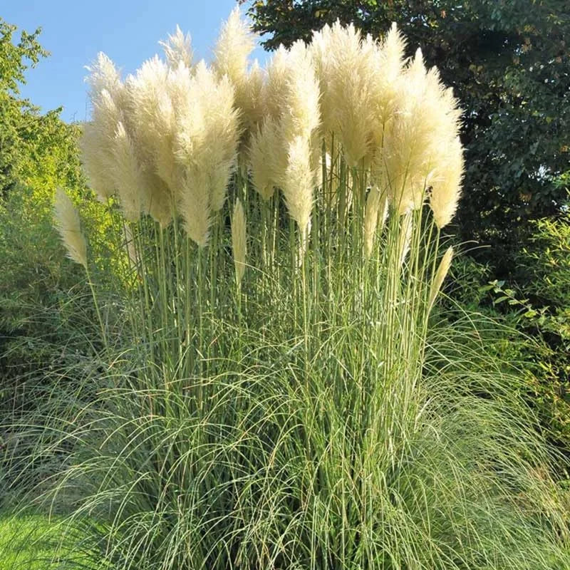 White Pampas Grass Plant Live Fully Rooted - 5-8 Inches - Ornamental Perennial Grass