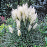 White Pampas Grass Plant Live Fully Rooted - 5-8 Inches - Ornamental Perennial Grass