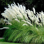 White Pampas Grass Plant Live Fully Rooted - 5-8 Inches - Ornamental Perennial Grass