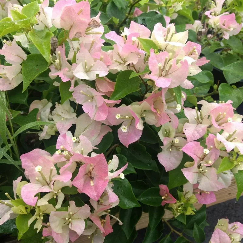 White Pink Bougainvillea Live Plant 6-8 Inches - Outdoor Garden Flower Vine