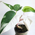 Set 2 Princess Philodendron Plants Live - 5-8 Inch Variegated Rare Houseplant