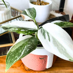 Set 2 Princess Philodendron Plants Live - 5-8 Inch Variegated Rare Houseplant