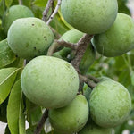 White Sapodilla Tree Seedling - 6-8 Inch Sapote Fruit Tree